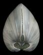 Polished Fossil Clam - Small Size #5286-1
